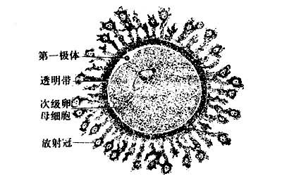 哺乳类成熟卵