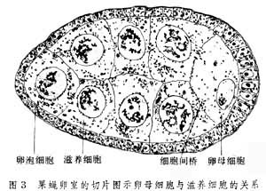 果蝇卵室的切片图示卵母细胞与滋养细胞的关系