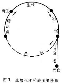 生物生活环的主要阶段