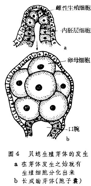 贝螅生殖芽体的发生