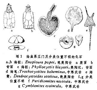 海扁果亚门及分类位置不明的化石