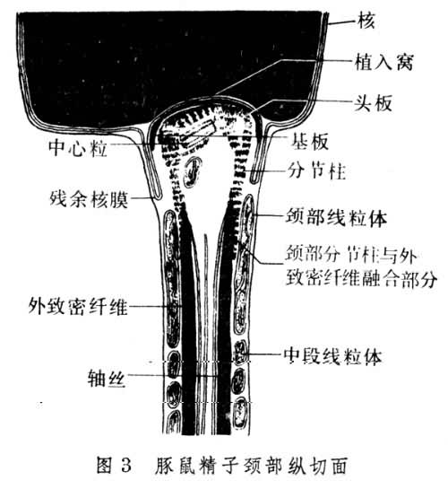 豚鼠精子颈部纵切面