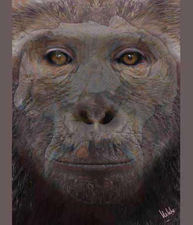 西班牙发现现代巨猿和人类的最近祖先(组图)
