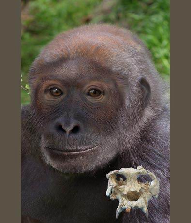 西班牙发现现代巨猿和人类的最近祖先(组图)(2)