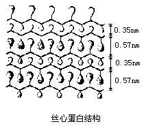 丝心蛋白