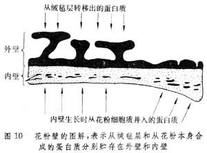 花粉壁的图解，表示从绒毡层和从花粉本身合成的蛋白质