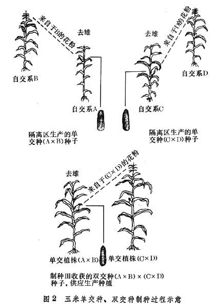 玉米单交种、双交种制种过程示意