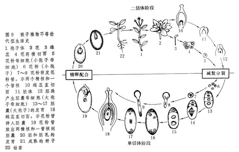 这种生活史见于所有的种子植物(图8[裸子植物(松)不等世代型生活史])