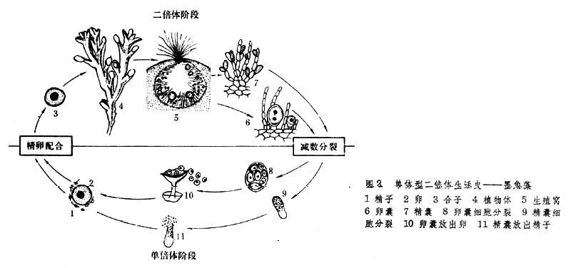 单体型二倍体生活史──墨角藻