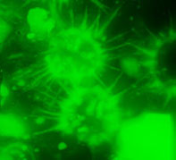 小球藻浮游性的单细胞体，因或隋圆形，细胞壁薄而均匀。体仙有一绿色杯状或板状色素体。