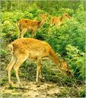 邦溪坡鹿自然保护区