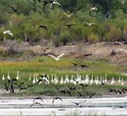 艾比湖湿地自然保护区
