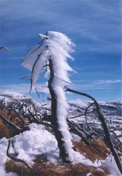 昆明娇子雪山