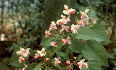 滇楸(Catalpa duclouxii)，紫葳科