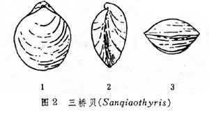 三桥贝(Sanqiaothyris)