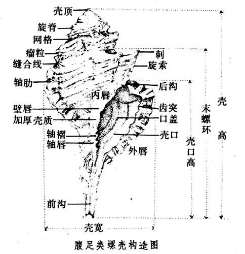 腹足类螺壳构造图