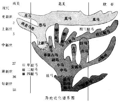 马的进化谱系图