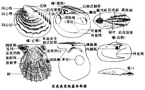 双壳类壳的基本构造