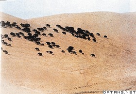 保护区内的野牦牛群