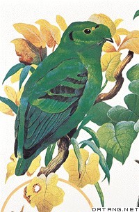 绿色阔嘴鸟