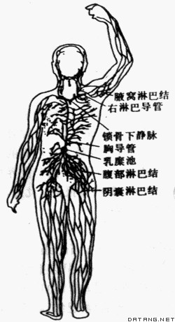 人的淋巴系统（背面观）