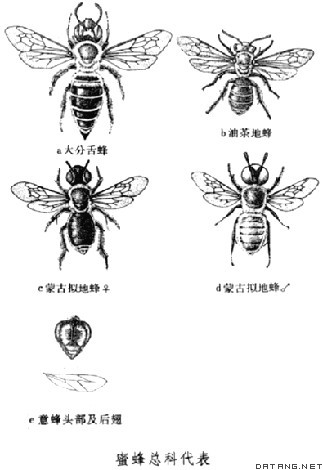 蜜蜂总科代表
