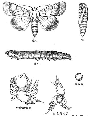 棉铃虫蛹,the pupa of cotton bollworm,音标,读音