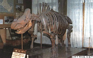披毛犀骨骼化石