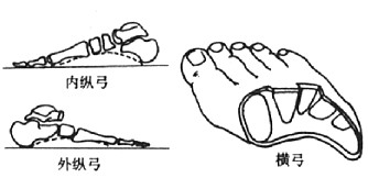 足弓