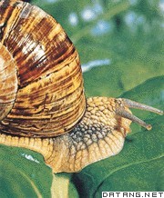 蜗牛;蜗形轮;缓慢移动,snail,音标,读音,翻译,英文