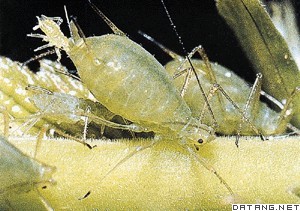 蚜虫正在孤雌生殖