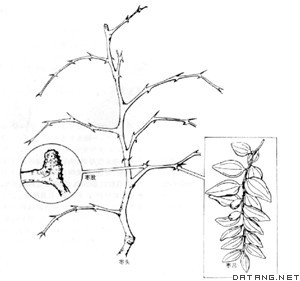 枣枝条的3种类型