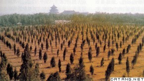 北京天坛公园内的人工林