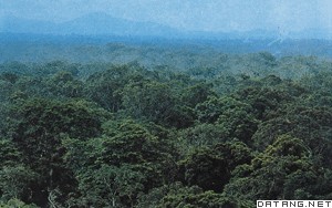 中非热带雨林