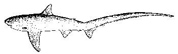 狐形长尾鲨
