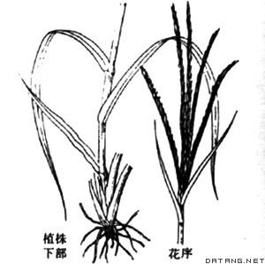 大米草(spartina anglica)