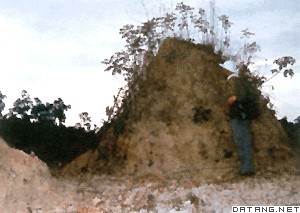 白蚁营造的蚁巢