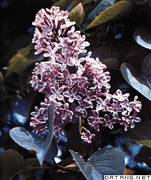紫丁香花