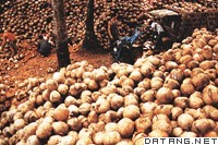 海南省盛产的椰子