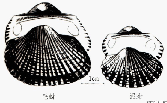 蚶科贝类外壳