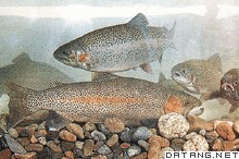 美国虹鳟,American Rainbow trout,音标,读音,翻
