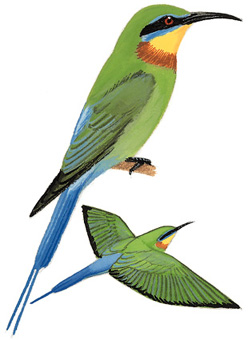 栗喉蜂虎,Blue Tailed Bee-eater,音标,读音,翻译