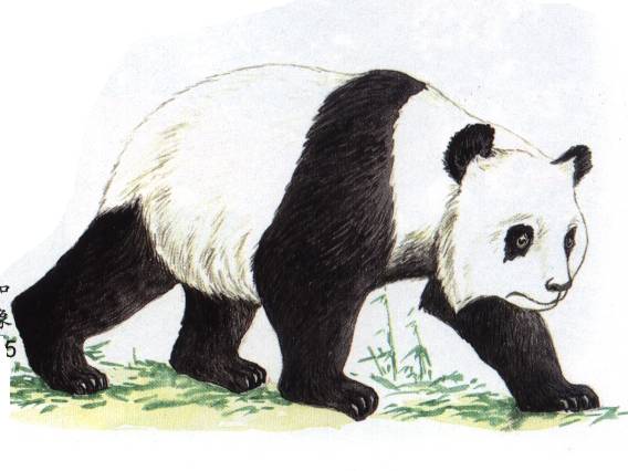 panda怎么读